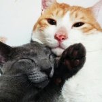 (동영상꼭)고양이는 박스에 구멍만뚫어줘도..