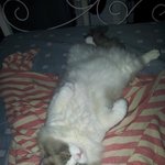 우리집 <b>쩍벌</b> 붕어빵 부녀를 소개하겠음