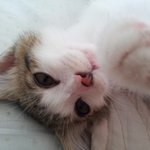 ♣2탄♣(동영상추가)팜므파탈!!!! 아가냐옹이 <b>민트</b>^.^!!