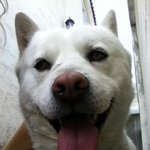 [2편수정]사람인지 개인지 헷갈리는 똥꼬발랄멍멍2들:-)