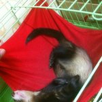 ★ <b>네로</b> 메리를 소개합니다