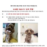 [대전] 잃어버린 갈색푸들 <b>코코</b>를 찾고있습니다..