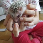 11마리 고슴도치와 동거중인여자ㅎㅎㅎㅎㅎ