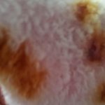 (사진有)얼마전 진돗개 임산부 사건...<b>처럼</b> 주인은잠수.