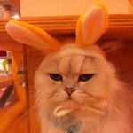 ●○●홍대고양이카페 알바생이쓰는 31마리고양이 이야기(사진 多多...