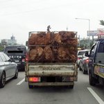 <b>개들</b>이너무불쌍해요...ㅠ