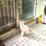 사진有 우리집고양이 초희와둥글이