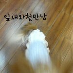 ★★ 우리강아지<b>잎새</b> ★★
