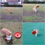 나의 사랑스런 <b>웰시</b>코기 "마고" 4탄!!!