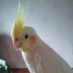 [※귀염조심※] 왕관앵무새 <b>앵두</b>의 성장일기