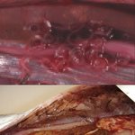 <b>간디</b> 돌아왔어요. 94-여름철 물고기를 먹지 말라는 이유