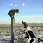 <b>치타</b>의 굴욕...