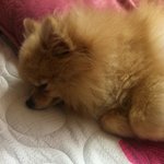 (포메)우리 몽실이가 임신을 했어요! 6탄