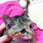 길거리 출신 유기묘, 하루와의 동거이야기.