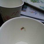 <혐오주의> 커피마실때 조심하세요!!!