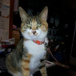 ♣3탄♣(민트 번외판) <b>봉순</b>이♥가왔습니다!!!