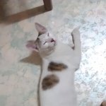 애교발랄 코숏 7개월 <b>남아</b> 가족을 찾아요'0'///