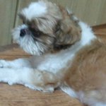 <b>구미시</b> 상모(사곡)에서 우리 땡이를 잃어버렸습니다...