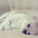 ♡♡♡♡♡우리집 여신 쫑<b>간나</b>♡♡♡♡♡