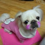 혀가 길어 슬픈 레쉬양을 소개합니다