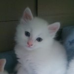 사진有 슬프고억울한 둥글이의사연&amp; 평범일상 우리집고양이초희와둥글이2