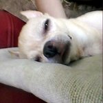 ●12살 할매<b>견이</b> 여름을 견디는 법●