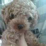 사진 有)우리집 활력소 막둥이들!