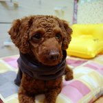 패셔니스타 미니어쳐 애<b>프리</b>푸들 대박이를 소개합니다!!