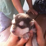 <사진 有, 보충> 네눈박이 진돗개~ 5남매 이야기 1탄