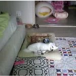 스피츠)하츠가 왔어용~ 동생이 생겼개~♡