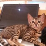 3탄●○●홍대고양이카페 알바생이쓰는 31마리고양이 이야기(사진 多多...