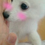 스피츠판@_@ i <b>luv</b> 봄