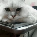 고양이판)가지각색 페르시안 일가(사진 <b>대량</b> 유출)