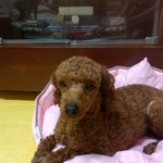 ★★★★ 서울시 중랑구에서 <b>갈색</b> 푸들 보호중입니다 ★★★★