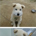 ㅋㅋㅋㅋㅋㅋㅋㅋㅋ이거 개귀엽죠