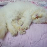 고양이 수면자세_이당당