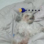 ★★★★★개껌알아듣는 별ㅇㅣ★★★★★