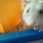 ★★★사진有) 푸딩햄스터 <b>오뎅</b>씨를 소개합니다★★★