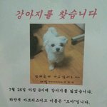 ◆◆◆◆◆서울시 강동구에서 강아지를 찾습니다◆◆◆◆◆