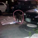 사진有)천연기념물368호가 유기<b>견이</b>라니ㅜㅜㅜ