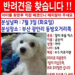 [부산]  말티즈 애타게 찾습니다..꼭 봐주세요 ㅠㅠ