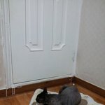 우리집 고양이 시크 <b>민트</b>를 소개합니다~(사진 多)