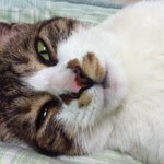 (+추가샤샷)우리 집 야돌<b>n</b>콩이 이야기