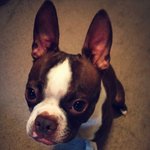 <b>보테</b>) 개성 넘치는 우리 개!!