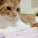 인천)불쌍한 <b>아가</b>냥이 입양해주세요~!!관심이라도 부탁드립니다.