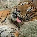 최대맹수 고양잇과랭킹(100%수작업)