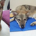 저희집 강아지좀 찾게 도와주세요...