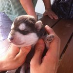 <사진 <b>대량</b>> 네눈박이 진돗개 5남매 이야기 2탄