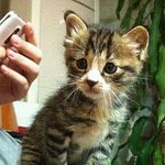 ♥동물병원앞 천사♥♥♥ 4화 이~<b>마안</b>큼 많이 컸어요♥