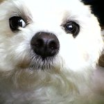 개판★★★우리집 막둥이를 소개합니다★★★